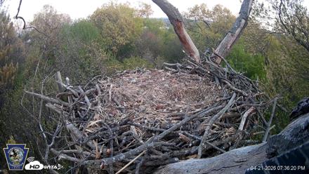 Hanover Eagles Live Cam - Apr 21, 2026, 7:36pm EDT