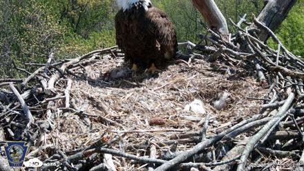 Hanover Eagles Live Cam - Apr 20, 2026, 1:23pm EDT