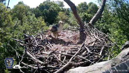 Hanover Eagles Live Cam - May 8, 2026, 10:50am EDT
