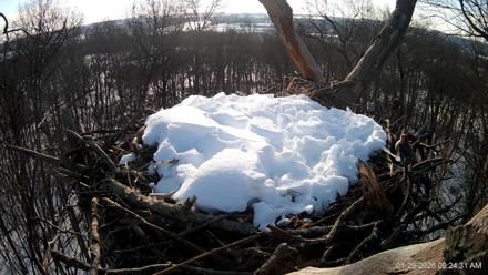 Hanover Eagles Live Cam - Jan 29, 2026, 9:25am EST