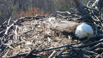 Hanover Eagles Live Cam - Apr 10, 2026, 10:11am EDT
