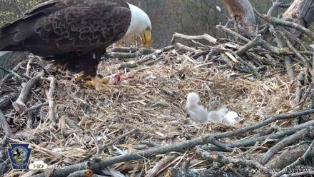 Hanover Eagles Live Cam - Apr 13, 2026, 7:34am EDT