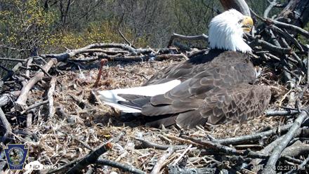 Hanover Eagles Live Cam - Apr 14, 2026, 2:21pm EDT