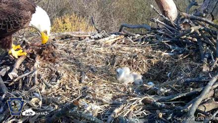 Hanover Eagles Live Cam - Apr 13, 2026, 5:49pm EDT