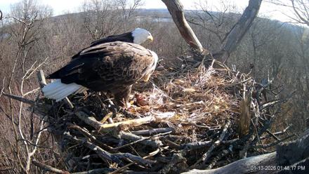 Hanover Eagles Live Cam - Jan 13, 2026, 1:48pm EST