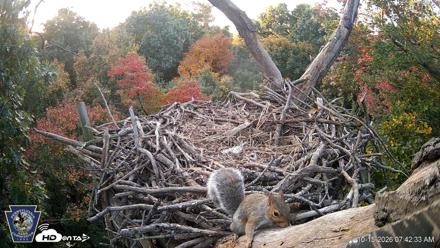 Hanover Eagles Live Cam - Oct 15, 2026, 7:43am EDT