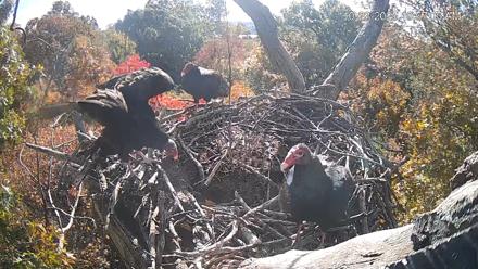 Hanover Eagles Live Cam - Oct 23, 2025, 10:57am EDT