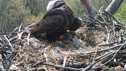 Hanover Eagles Live Cam - Apr 16, 2026, 11:07am EDT