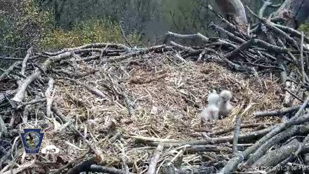 Hanover Eagles Live Cam - Apr 15, 2026, 1:29pm EDT