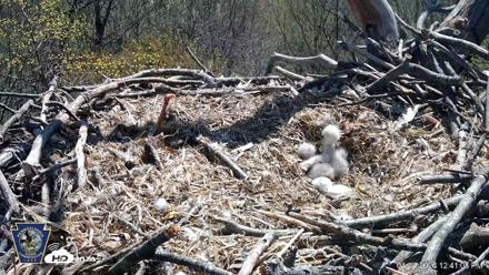 Hanover Eagles Live Cam - Apr 14, 2026, 12:41pm EDT