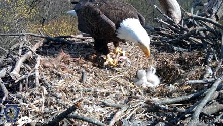 Hanover Eagles Live Cam - Apr 13, 2026, 4:14pm EDT