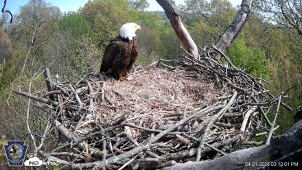 Hanover Eagles Live Cam - Apr 21, 2026, 3:12pm EDT