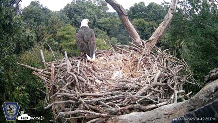Hanover Eagles Live Cam - Sep 18, 2026, 4:43pm EDT