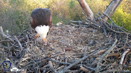 Hanover Eagles Live Cam - Apr 20, 2026, 7:11pm EDT