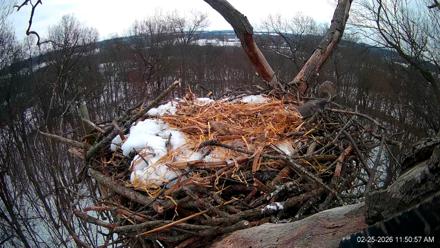 Hanover Eagles Live Cam - Feb 25, 2026, 11:51am EST