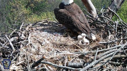 Hanover Eagles Live Cam - Apr 17, 2026, 3:02pm EDT