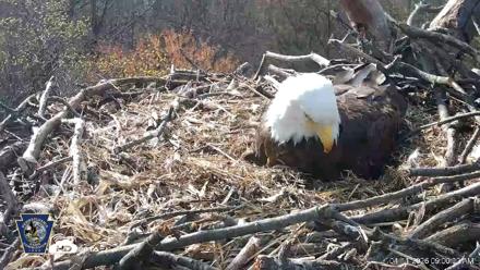 Hanover Eagles Live Cam - Apr 11, 2026, 9:01am EDT