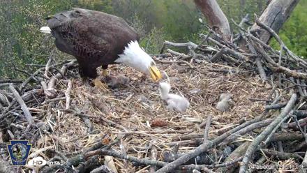 Hanover Eagles Live Cam - Apr 20, 2026, 12:49pm EDT