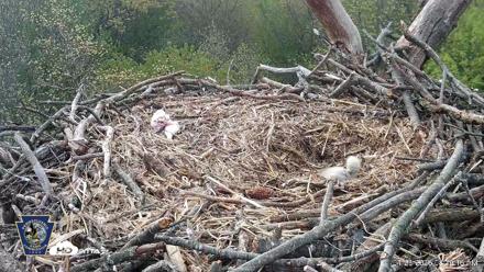 Hanover Eagles Live Cam - Apr 20, 2026, 8:19am EDT