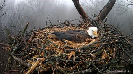 Hanover Eagles Live Cam - Mar 4, 2026, 6:03pm EST