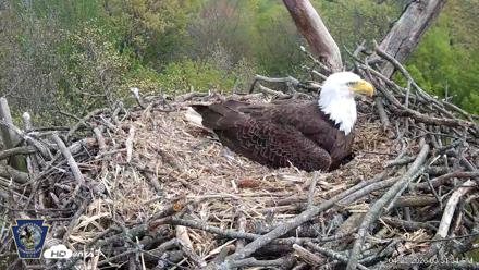 Hanover Eagles Live Cam - Apr 20, 2026, 3:51pm EDT