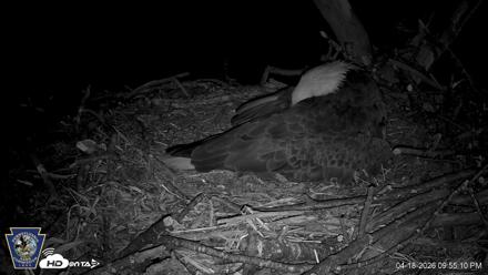 Hanover Eagles Live Cam - Apr 18, 2026, 9:55pm EDT
