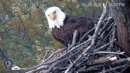 Hanover Eagles Live Cam - Apr 20, 2026, 3:34pm EDT