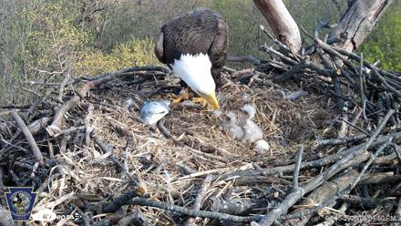 Hanover Eagles Live Cam - Apr 15, 2026, 5:02pm EDT