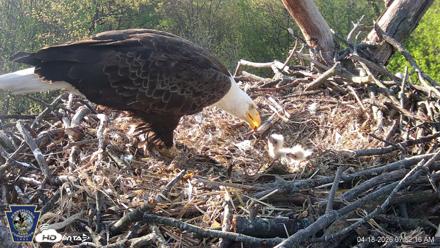 Hanover Eagles Live Cam - Apr 18, 2026, 7:52am EDT