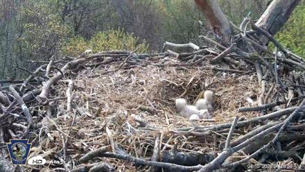 Hanover Eagles Live Cam - Apr 16, 2026, 9:29am EDT