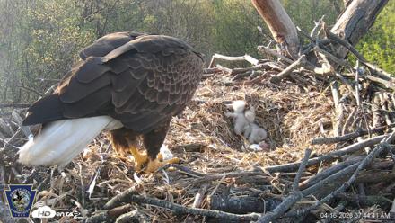 Hanover Eagles Live Cam - Apr 16, 2026, 7:45am EDT