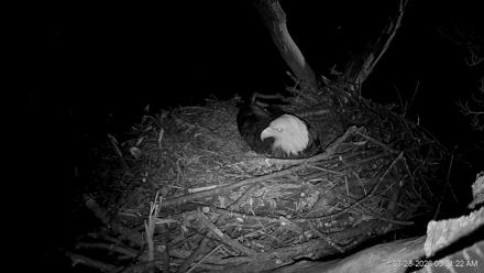 Hanover Eagles Live Cam - Mar 28, 2026, 5:02am EDT