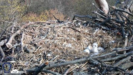 Hanover Eagles Live Cam - Apr 12, 2026, 4:57pm EDT