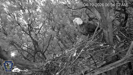 Hanover Eagles Live Cam - Apr 19, 2026, 6:35am EDT