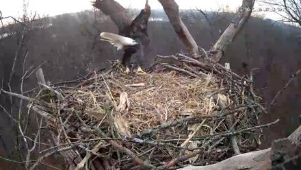 Hanover Eagles Live Cam - Dec 10, 2025, 8:24am EST