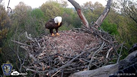 Hanover Eagles Live Cam - Apr 22, 2026, 7:55pm EDT