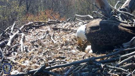 Hanover Eagles Live Cam - Apr 12, 2026, 10:18am EDT
