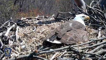 Hanover Eagles Live Cam - Apr 10, 2026, 2:02pm EDT