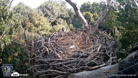 Hanover Eagles Live Cam - Sep 25, 2026, 4:19pm EDT
