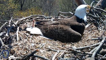 Hanover Eagles Live Cam - Apr 14, 2026, 12:47pm EDT
