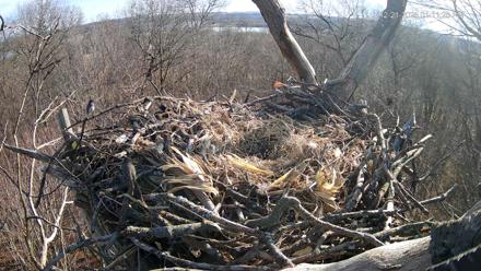 Hanover Eagles Live Cam - Dec 21, 2025, 1:12pm EST