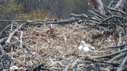 Hanover Eagles Live Cam - Apr 13, 2026, 2:53pm EDT