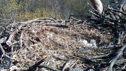 Hanover Eagles Live Cam - Apr 14, 2026, 4:28pm EDT