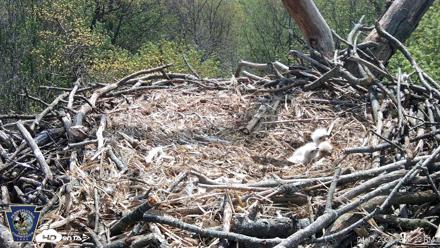 Hanover Eagles Live Cam - Apr 17, 2026, 12:11pm EDT