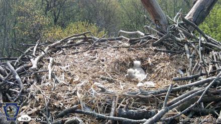 Hanover Eagles Live Cam - Apr 16, 2026, 10:17am EDT