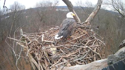 Hanover Eagles Live Cam - Dec 5, 2025, 8:35am EST
