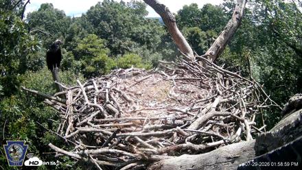 Hanover Eagles Live Cam - Jul 29, 2026, 1:59pm EDT