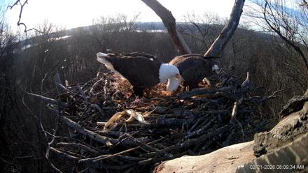Hanover Eagles Live Cam - Feb 21, 2026, 8:09am EST