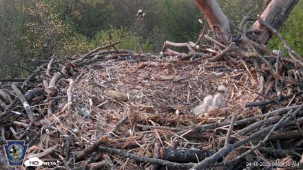 Hanover Eagles Live Cam - Apr 18, 2026, 6:14am EDT