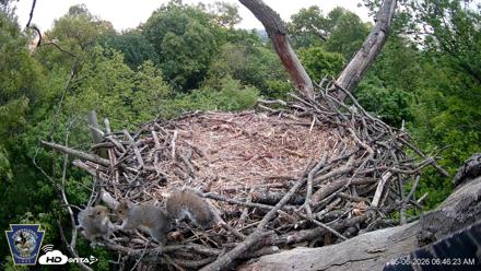 Hanover Eagles Live Cam - May 6, 2026, 6:47am EDT